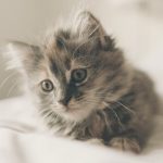 kitten-1031261_1280